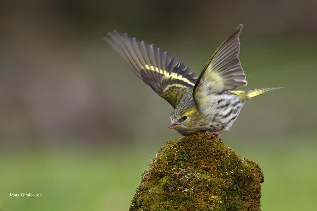 Géneros Serinus y Carduelis