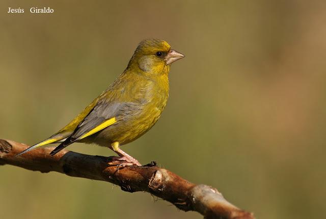 Géneros Serinus y Carduelis