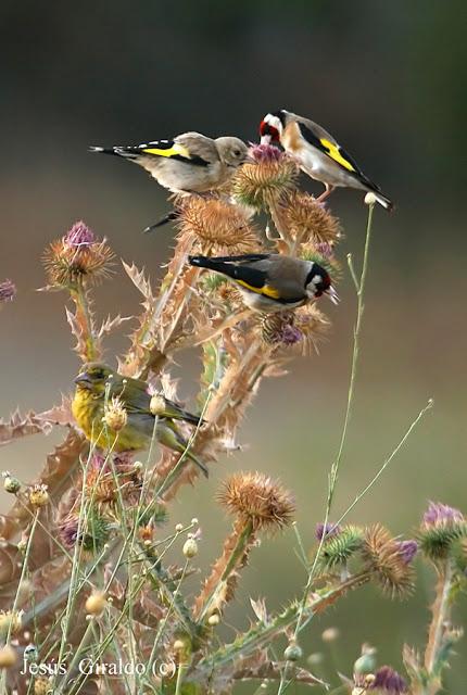 Géneros Serinus y Carduelis