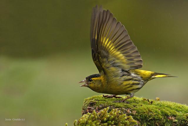 Géneros Serinus y Carduelis