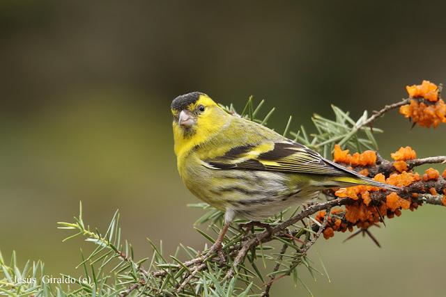 Géneros Serinus y Carduelis