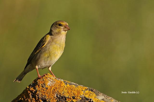 Géneros Serinus y Carduelis