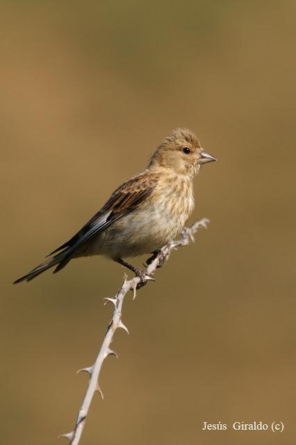 Géneros Serinus y Carduelis