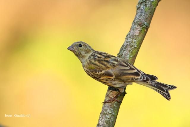 Géneros Serinus y Carduelis