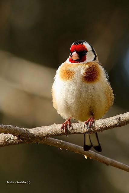 Géneros Serinus y Carduelis