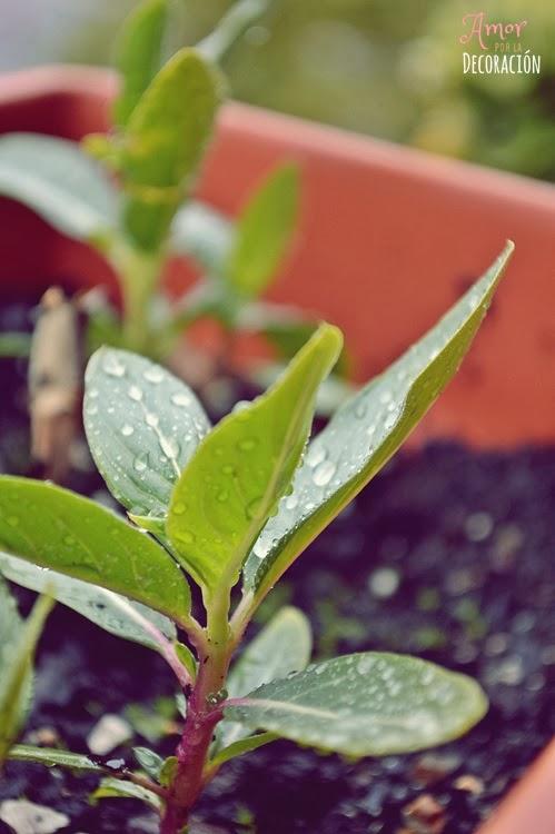 BLOG HOP! MACRO DEL DÍA... LLUEVE SOBRE MOJADO BLOG HOP! MACRO DEL DÍA... LLUEVE SOBRE MOJADO