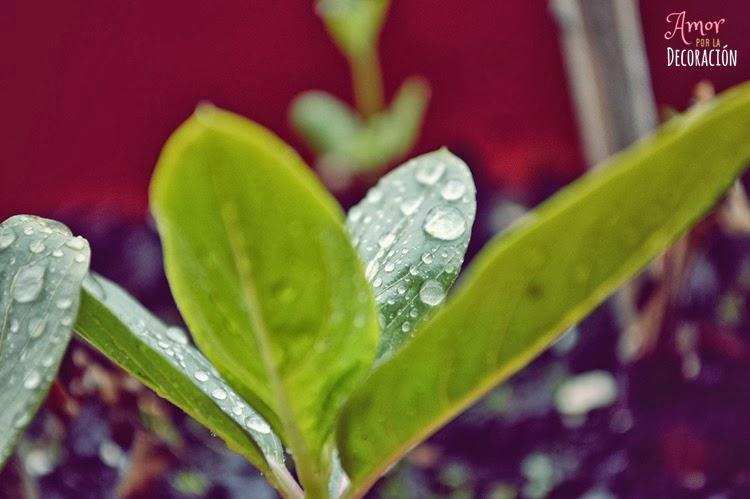 BLOG HOP! MACRO DEL DÍA... LLUEVE SOBRE MOJADO BLOG HOP! MACRO DEL DÍA... LLUEVE SOBRE MOJADO