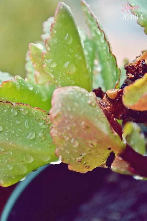 BLOG HOP! MACRO DEL DÍA... LLUEVE SOBRE MOJADO BLOG HOP! MACRO DEL DÍA... LLUEVE SOBRE MOJADO