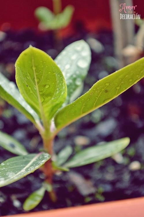 BLOG HOP! MACRO DEL DÍA... LLUEVE SOBRE MOJADO BLOG HOP! MACRO DEL DÍA... LLUEVE SOBRE MOJADO