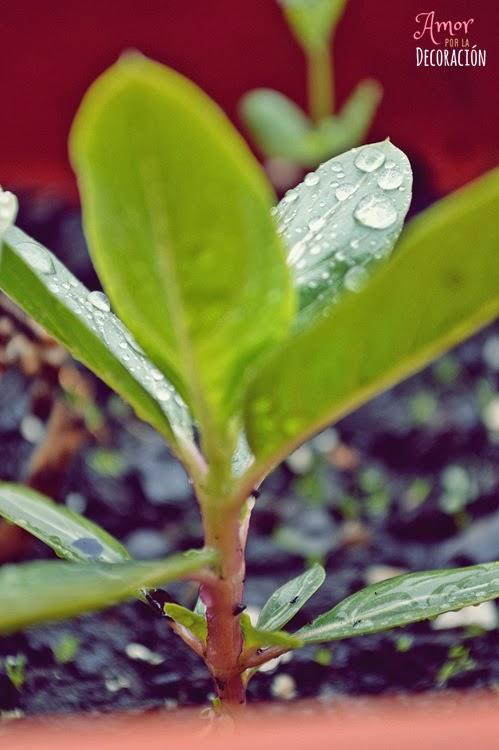 BLOG HOP! MACRO DEL DÍA... LLUEVE SOBRE MOJADO BLOG HOP! MACRO DEL DÍA... LLUEVE SOBRE MOJADO