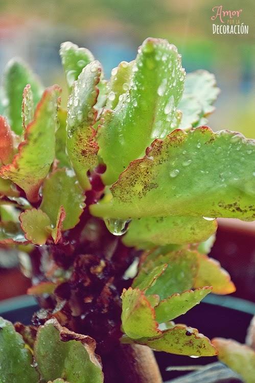 BLOG HOP! MACRO DEL DÍA... LLUEVE SOBRE MOJADO BLOG HOP! MACRO DEL DÍA... LLUEVE SOBRE MOJADO