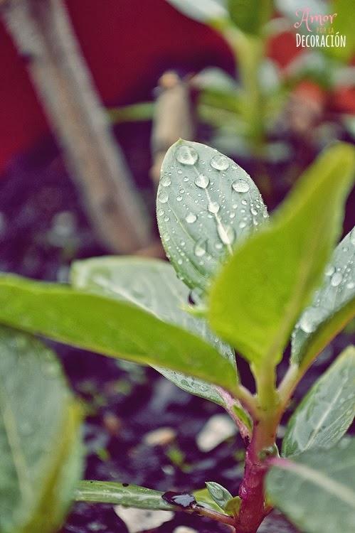 BLOG HOP! MACRO DEL DÍA... LLUEVE SOBRE MOJADO BLOG HOP! MACRO DEL DÍA... LLUEVE SOBRE MOJADO
