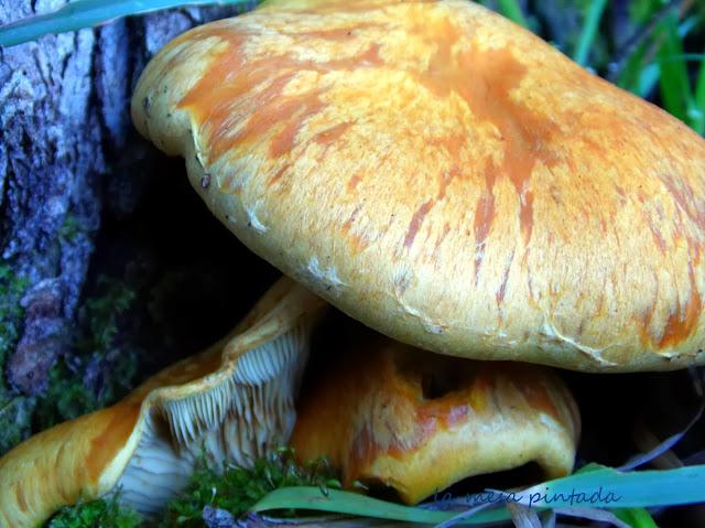Macro del día - Un paseo por el bosque Macro del día - Un paseo por el bosque