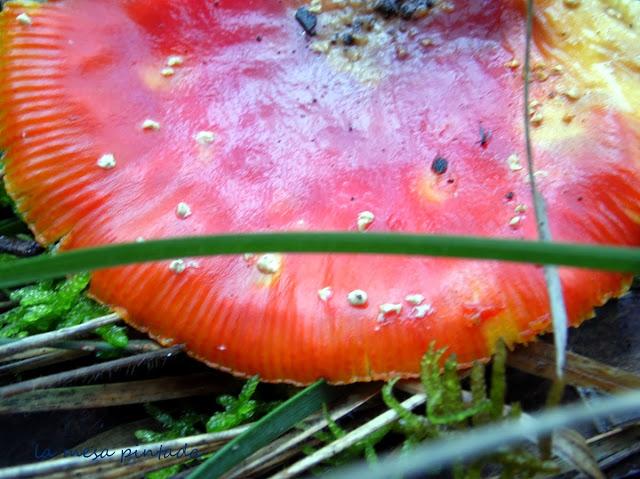 Macro del día - Un paseo por el bosque Macro del día - Un paseo por el bosque