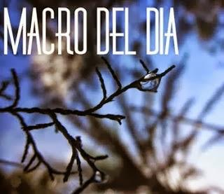 Macro del día - Un paseo por el bosque Macro del día - Un paseo por el bosque