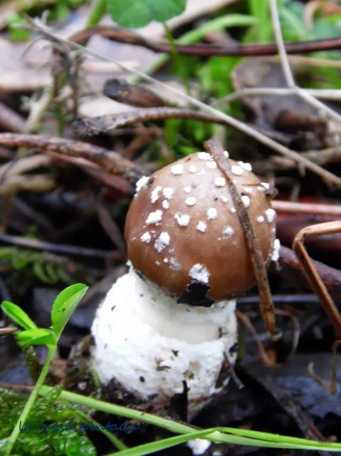 Macro del día - Un paseo por el bosque Macro del día - Un paseo por el bosque