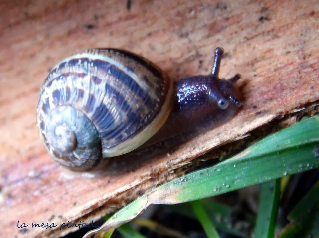 Macro del día - Un paseo por el bosque Macro del día - Un paseo por el bosque