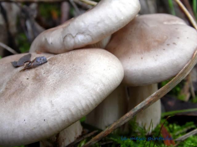 Macro del día - Un paseo por el bosque Macro del día - Un paseo por el bosque
