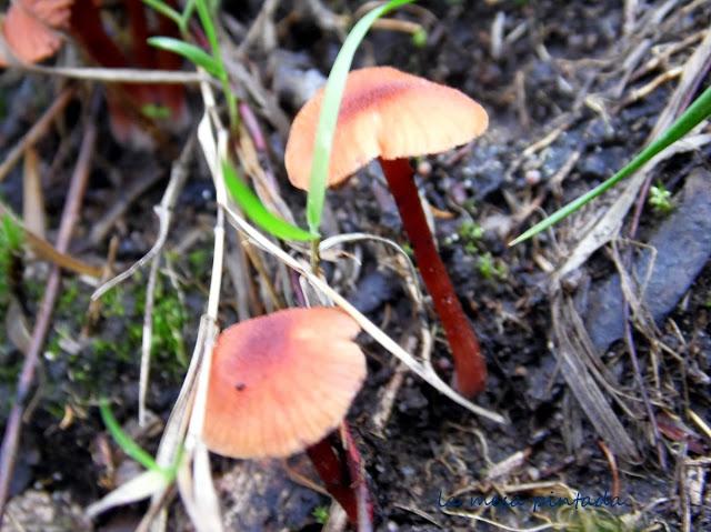 Macro del día - Un paseo por el bosque Macro del día - Un paseo por el bosque