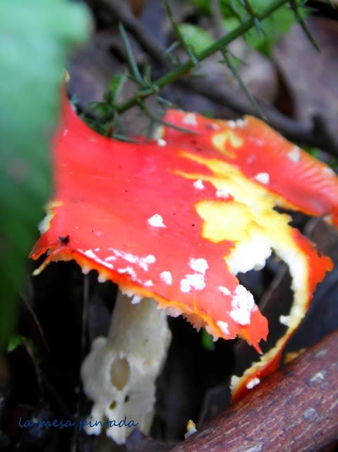 Macro del día - Un paseo por el bosque Macro del día - Un paseo por el bosque
