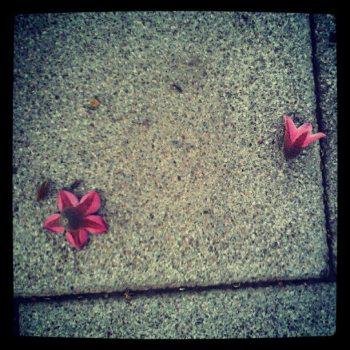 Vaya enigmas Si las flores caen fuera del cuadrado fijo que me despiden