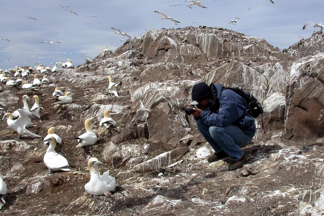 Un ánsar piquicorto y la distancia de seguridad en las aves Un ánsar piquicorto y la distancia de seguridad en las aves