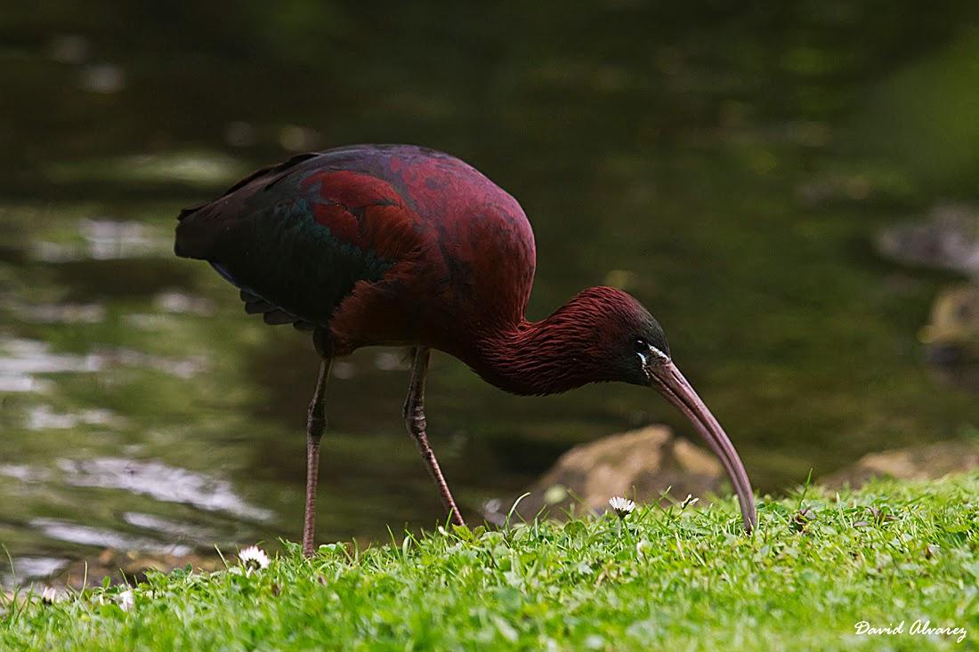 Un ánsar piquicorto y la distancia de seguridad en las aves Un ánsar piquicorto y la distancia de seguridad en las aves