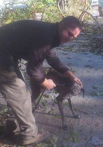 CENIZ, RESCATADA EN ESTADO LAMENTABLE. (JAÉN) CENIZ, RESCATADA EN ESTADO LAMENTABLE. (JAÉN)