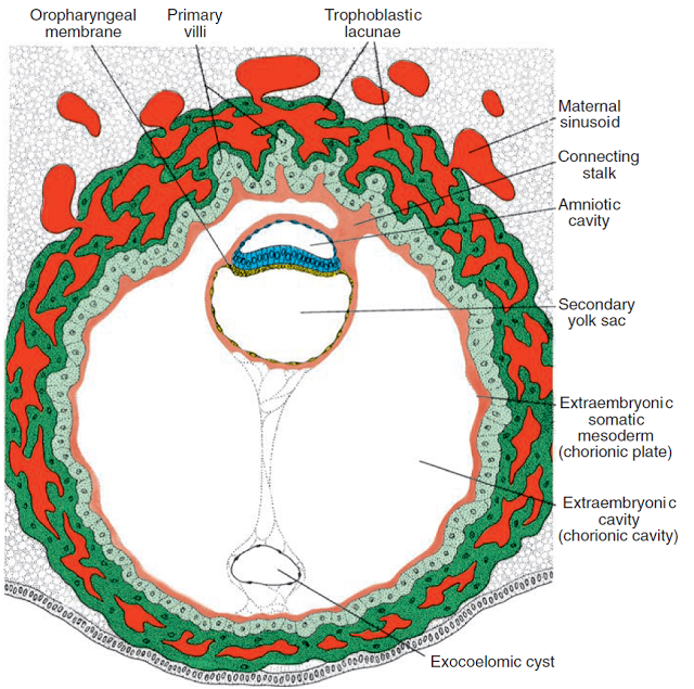 El disco bilaminar germinativo y el endometrio durante los días 11-12 de gestación El disco bilaminar germinativo y el endometrio durante los días 11-12 de gestación