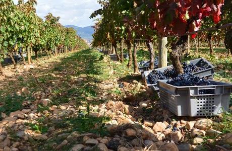 Viñedos en La Rioja Viñedos en La Rioja, España