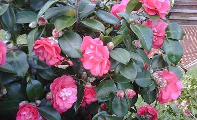 Las Camelias Las Camelias