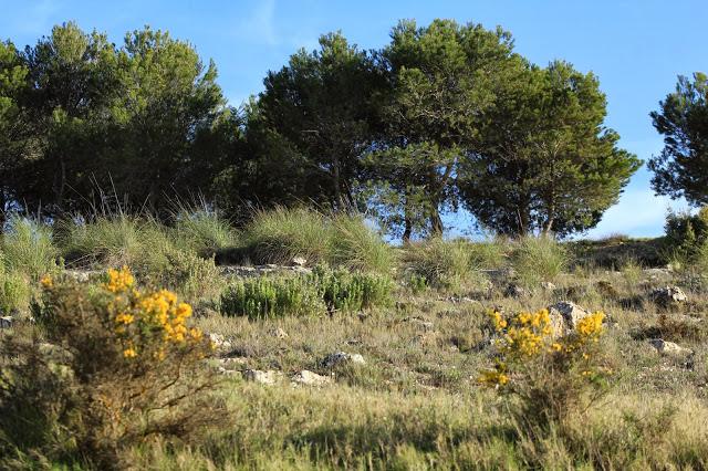 Nace ARBA Albacete Nace ARBA Albacete