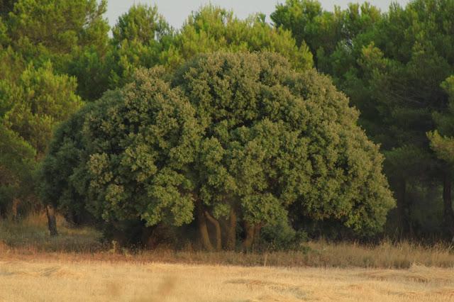 Nace ARBA Albacete Nace ARBA Albacete