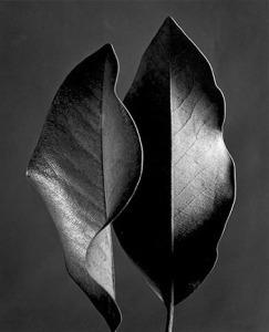 Ruth Bernhard - Eloy Tizón: “Técnicas de iluminación” (Páginas de Espuma, 2013)