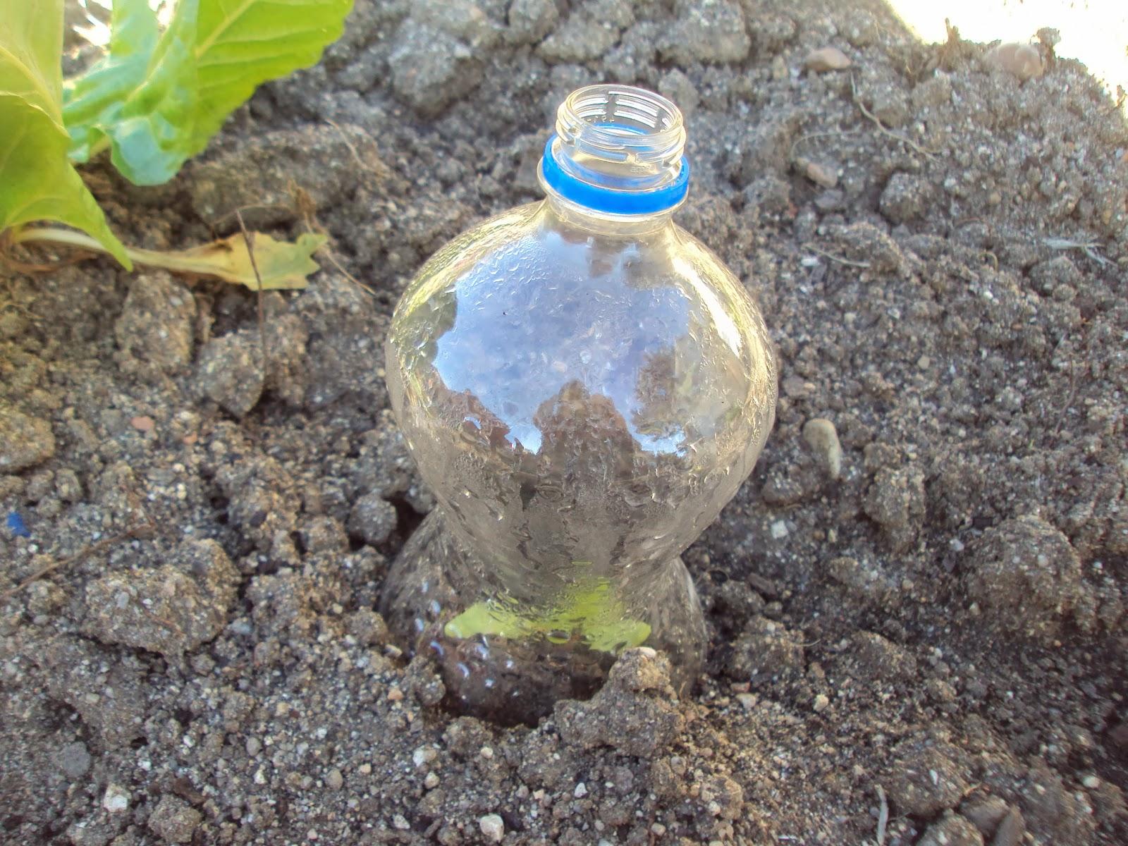 UN EXPERIMENTO EN EL HUERTO: SEGUNDA SEMANA UN EXPERIMENTO EN EL HUERTO: SEGUNDA SEMANA