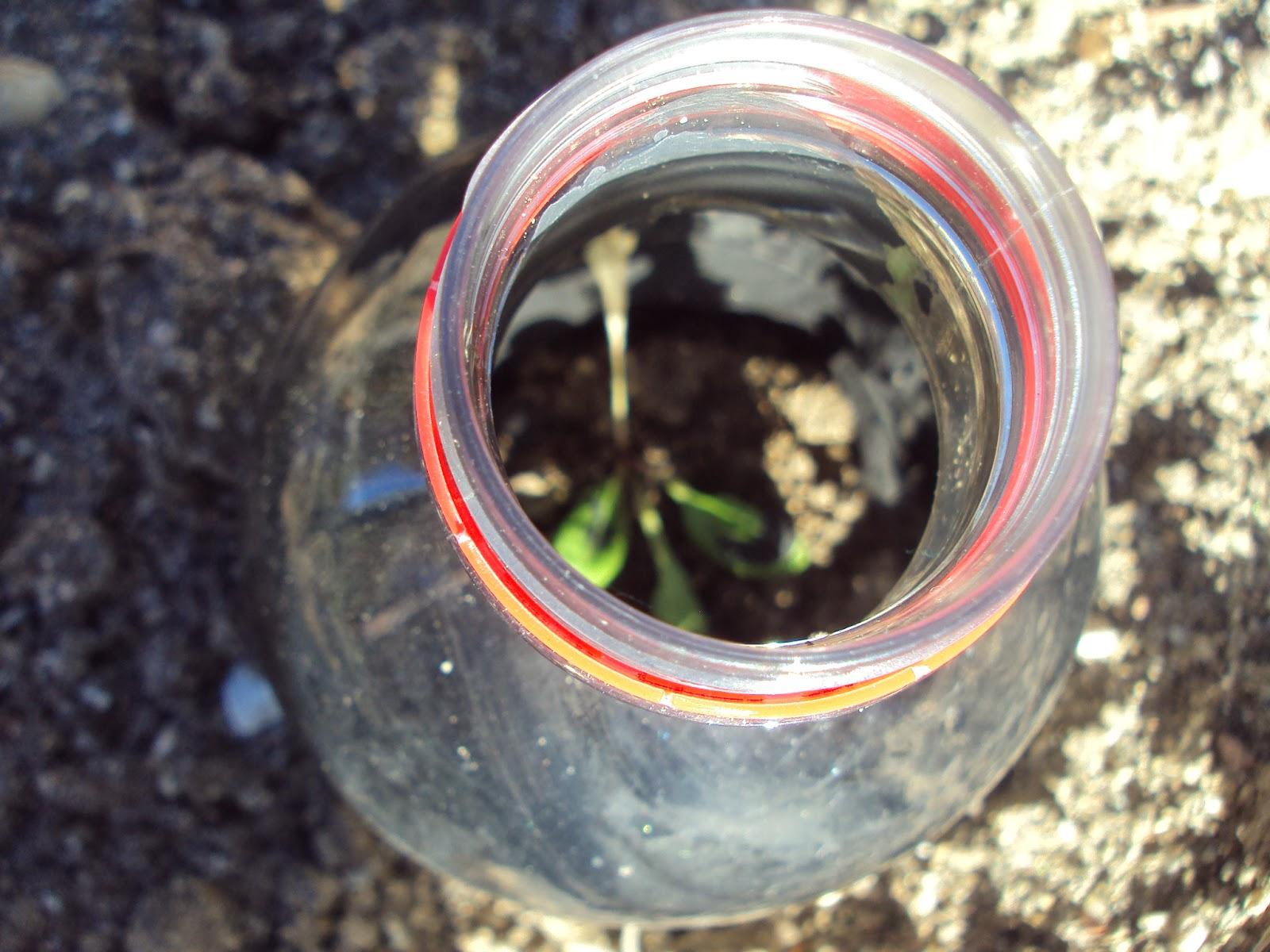 UN EXPERIMENTO EN EL HUERTO: SEGUNDA SEMANA UN EXPERIMENTO EN EL HUERTO: SEGUNDA SEMANA