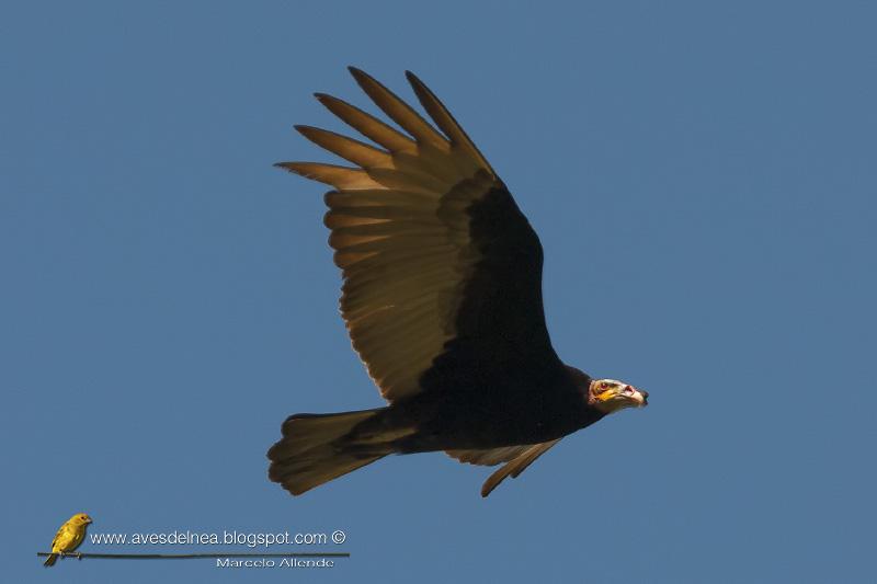 Jote cabeza amarilla (Lesser yellow-headed Vulture) Cathartes burrovianus Jote cabeza amarilla (Lesser yellow-headed Vulture) Cathartes burrovianus
