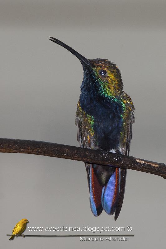 Picaflor vientre negro (Black-throated Mango) Anthracothorax nigricollis Picaflor vientre negro (Black-throated Mango) Anthracothorax nigricollis