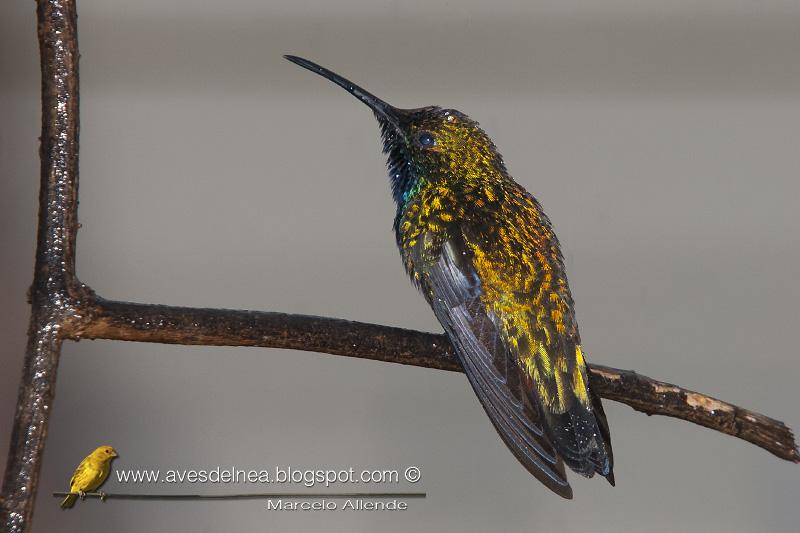Picaflor vientre negro (Black-throated Mango) Anthracothorax nigricollis Picaflor vientre negro (Black-throated Mango) Anthracothorax nigricollis