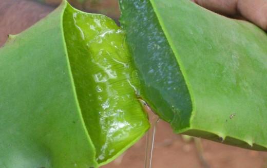 Aloe Vera gel Aloe Vera gel