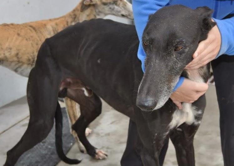 MÁS GALGOS, SI NADIE LO IMPIDE SERÁN SACRIFICADOS EL 5 DE DICIEMBRE EN LA PERRERA DE BADAJOZ. MÁS GALGOS, SI NADIE LO IMPIDE SERÁN SACRIFICADOS EL 5 DE DICIEMBRE EN LA PERRERA DE BADAJOZ.