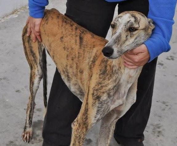 MÁS GALGOS, SI NADIE LO IMPIDE SERÁN SACRIFICADOS EL 5 DE DICIEMBRE EN LA PERRERA DE BADAJOZ. MÁS GALGOS, SI NADIE LO IMPIDE SERÁN SACRIFICADOS EL 5 DE DICIEMBRE EN LA PERRERA DE BADAJOZ.