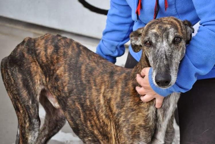 MÁS GALGOS, SI NADIE LO IMPIDE SERÁN SACRIFICADOS EL 5 DE DICIEMBRE EN LA PERRERA DE BADAJOZ. MÁS GALGOS, SI NADIE LO IMPIDE SERÁN SACRIFICADOS EL 5 DE DICIEMBRE EN LA PERRERA DE BADAJOZ.