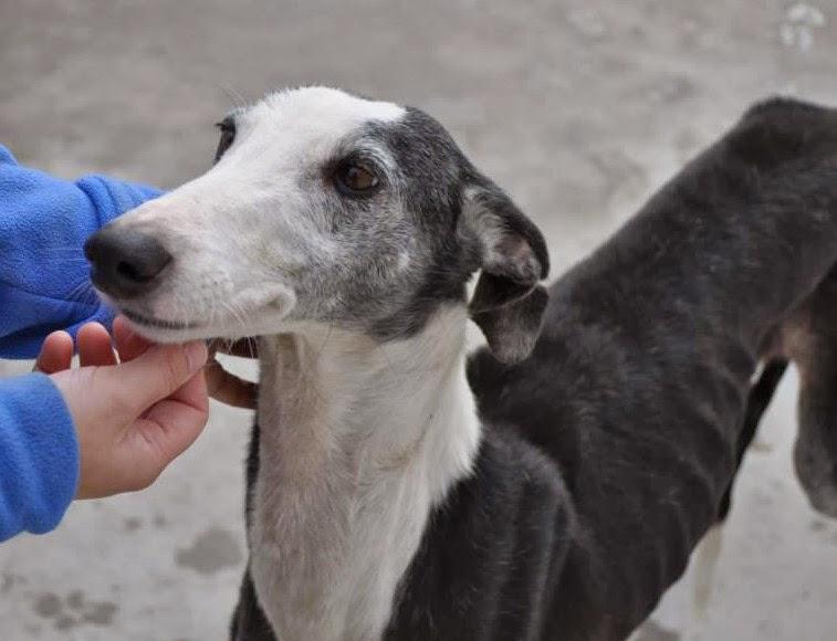 MÁS GALGOS, SI NADIE LO IMPIDE SERÁN SACRIFICADOS EL 5 DE DICIEMBRE EN LA PERRERA DE BADAJOZ. MÁS GALGOS, SI NADIE LO IMPIDE SERÁN SACRIFICADOS EL 5 DE DICIEMBRE EN LA PERRERA DE BADAJOZ.