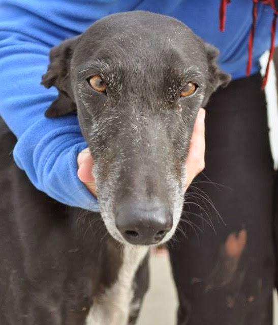 MÁS GALGOS, SI NADIE LO IMPIDE SERÁN SACRIFICADOS EL 5 DE DICIEMBRE EN LA PERRERA DE BADAJOZ. MÁS GALGOS, SI NADIE LO IMPIDE SERÁN SACRIFICADOS EL 5 DE DICIEMBRE EN LA PERRERA DE BADAJOZ.