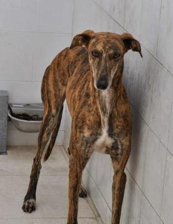 MÁS GALGOS, SI NADIE LO IMPIDE SERÁN SACRIFICADOS EL 5 DE DICIEMBRE EN LA PERRERA DE BADAJOZ. MÁS GALGOS, SI NADIE LO IMPIDE SERÁN SACRIFICADOS EL 5 DE DICIEMBRE EN LA PERRERA DE BADAJOZ.