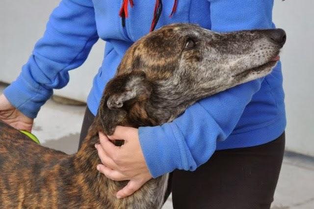 MÁS GALGOS, SI NADIE LO IMPIDE SERÁN SACRIFICADOS EL 5 DE DICIEMBRE EN LA PERRERA DE BADAJOZ. MÁS GALGOS, SI NADIE LO IMPIDE SERÁN SACRIFICADOS EL 5 DE DICIEMBRE EN LA PERRERA DE BADAJOZ.