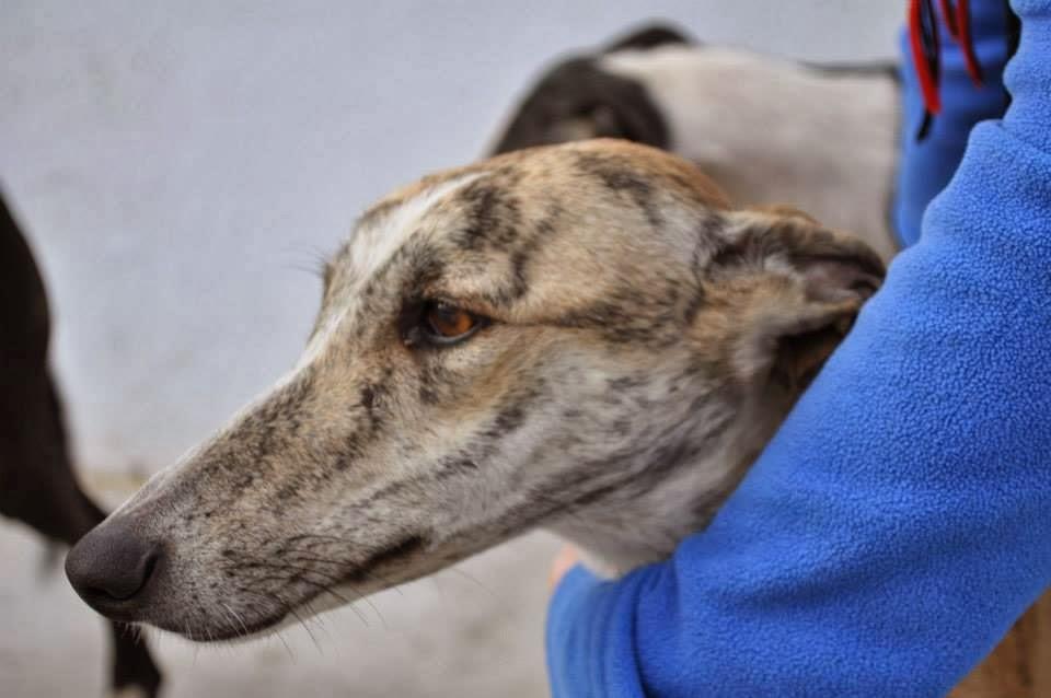 MÁS GALGOS, SI NADIE LO IMPIDE SERÁN SACRIFICADOS EL 5 DE DICIEMBRE EN LA PERRERA DE BADAJOZ. MÁS GALGOS, SI NADIE LO IMPIDE SERÁN SACRIFICADOS EL 5 DE DICIEMBRE EN LA PERRERA DE BADAJOZ.