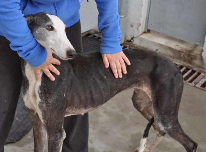 MÁS GALGOS, SI NADIE LO IMPIDE SERÁN SACRIFICADOS EL 5 DE DICIEMBRE EN LA PERRERA DE BADAJOZ. MÁS GALGOS, SI NADIE LO IMPIDE SERÁN SACRIFICADOS EL 5 DE DICIEMBRE EN LA PERRERA DE BADAJOZ.