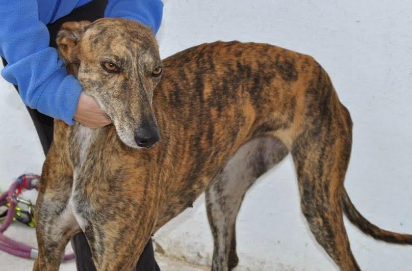 MÁS GALGOS, SI NADIE LO IMPIDE SERÁN SACRIFICADOS EL 5 DE DICIEMBRE EN LA PERRERA DE BADAJOZ. MÁS GALGOS, SI NADIE LO IMPIDE SERÁN SACRIFICADOS EL 5 DE DICIEMBRE EN LA PERRERA DE BADAJOZ.